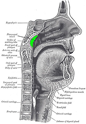 Lage der Rachenmandel (Adenoide) im Nasenrachen schematisch von der Seite dargestellt
